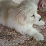 توله سگ ماده پامر اشپیتز پاکوتاه