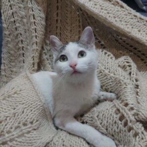 پشمک فرشته 9 ماهه