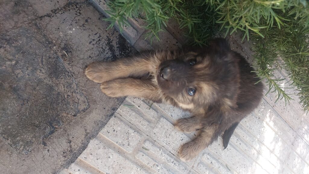 توله سگ ژرمن 45 روزه