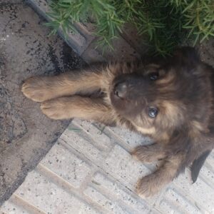 توله سگ ژرمن 45 روزه