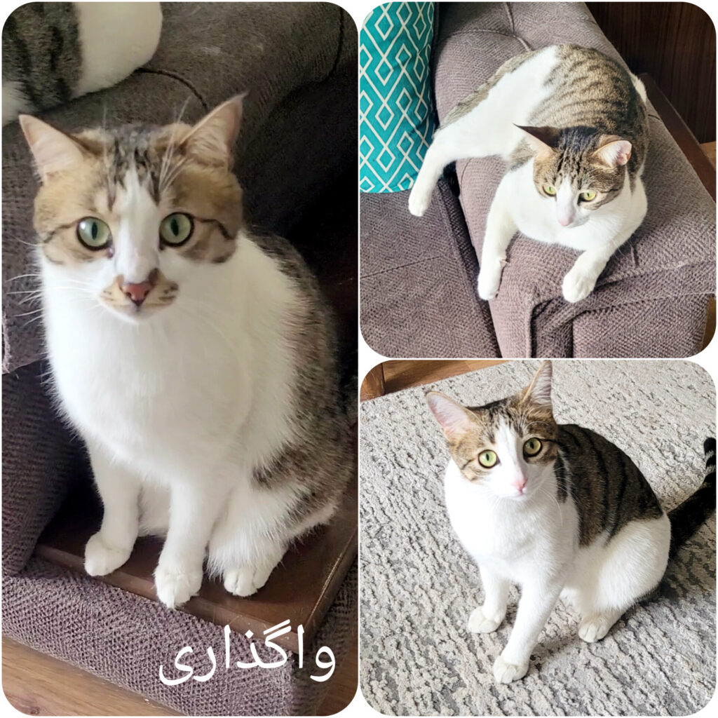 واگذاری فوری ۳ گربه ماده سالم و واکسینهشده – تهران