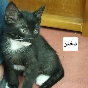 واگذاری بچه گربه‌های متولد ۱۵ فرودین