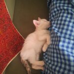 بچه گربه – یک ماهه