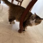 واگذاری ترمه خانم 6ساله