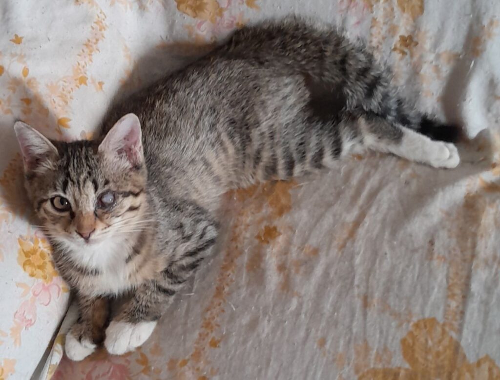 واگذاری گربه