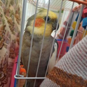 عروس هلنده 9 ماهه سخنگوی نر