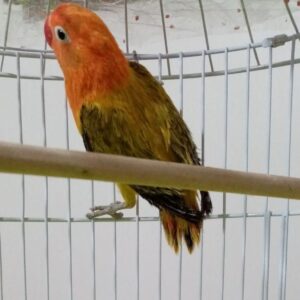 طوطی برزیلی دبل فاکتور اوپلاین یووینگ گلد