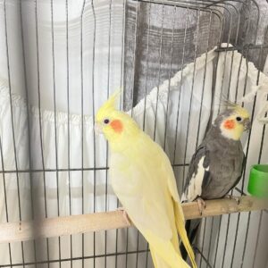 یک جفت عروس هلندی مولد