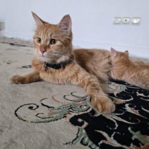 واگذاری گربه ماده dsh