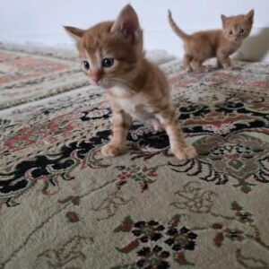 گربه شیرین و ناز