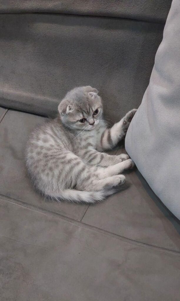بچه گربه اسکاتیش ماده دو ماهه