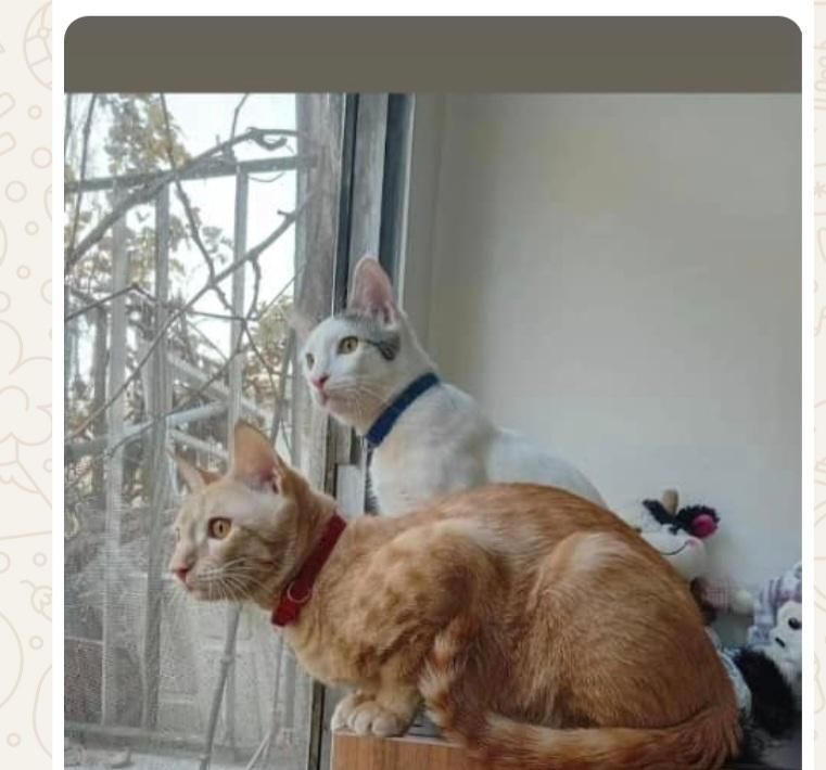 دو گربه نر یکساله دستی مهربون