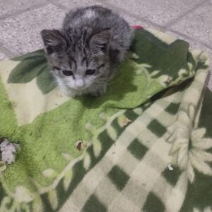 واگذاری بچه گربه ناز و آروم و دستی