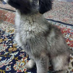 توله سگ نگهبان ماده