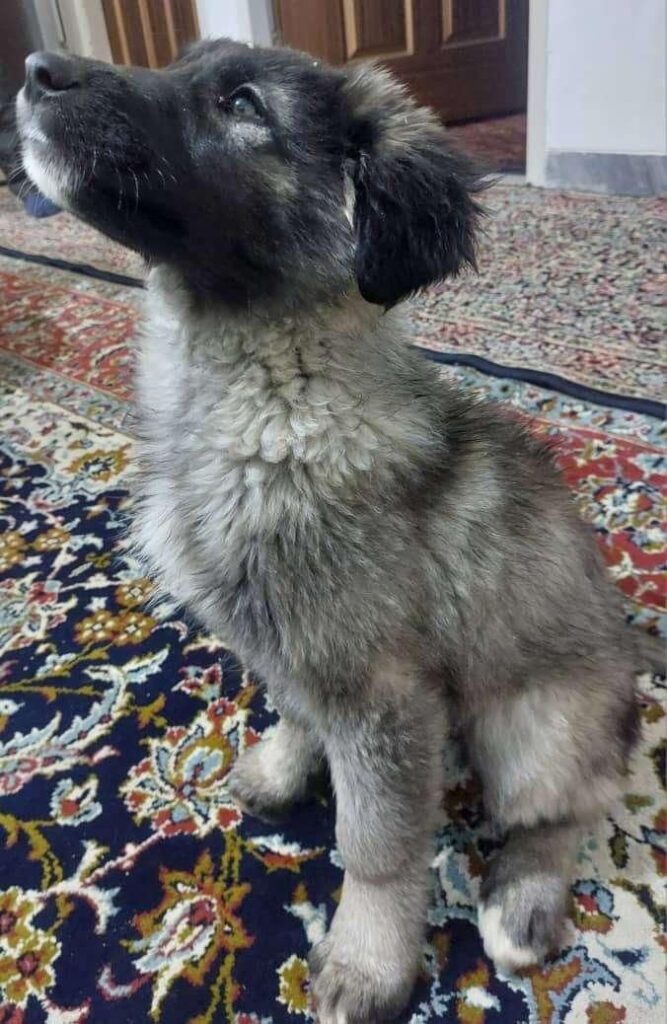 توله سگ نگهبان ماده