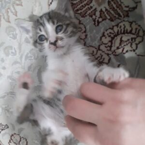 واگذاری بچه گربه بومی ۵۰ روزه