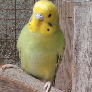 مرغ عشق نر سبز گمشده