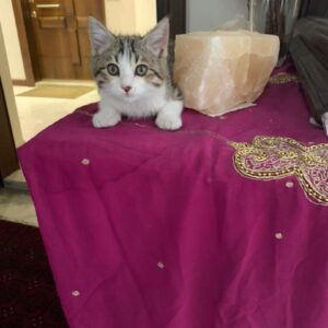 گربه به شدت مهربون