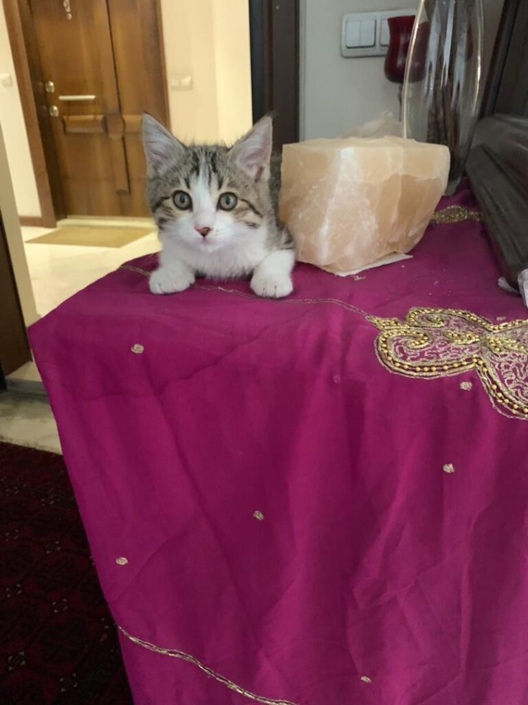 گربه به شدت مهربون