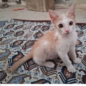 گربه ی 2/5ماهه امداد شده