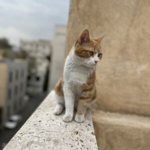 نیاز به سرپرست