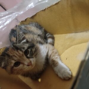 واگذاری بچه گربه DSH بسیار زیبای ۲ماهه