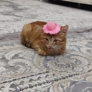 واگذاری گربه