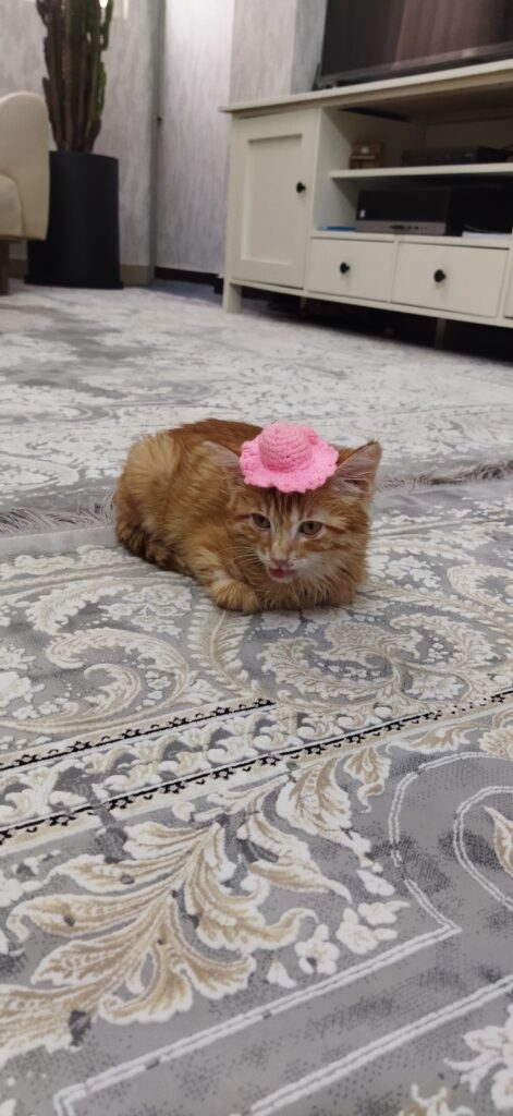 واگذاری گربه