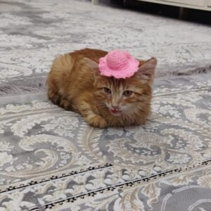 واگذاری گربه