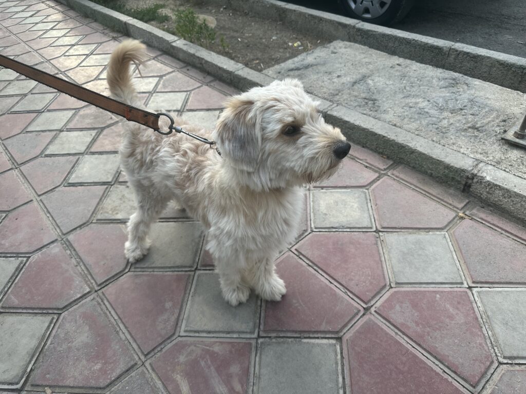 سگ پیدا شده در نارمک