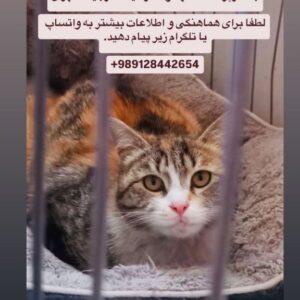 واگذاری گربه ماده، بغلی و آروم