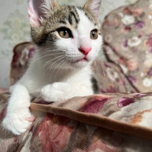 واگذاری رایگان بچه گربه
