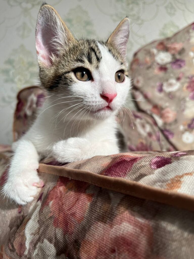 واگذاری رایگان بچه گربه