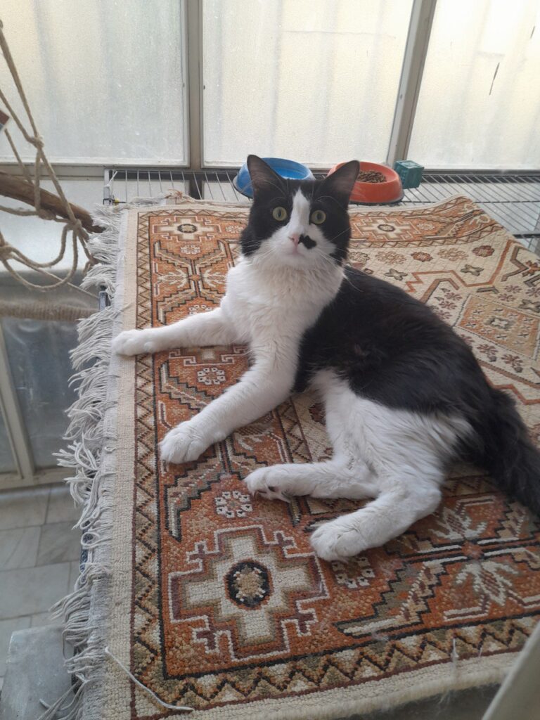 پیشی مفقود شده