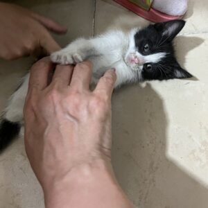 واگذاری رایگان دو گربه دو ماهه ماده dsh