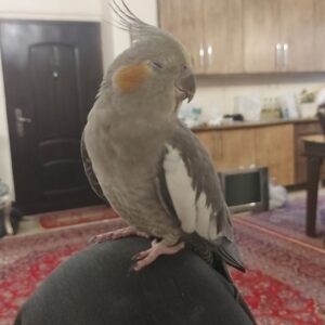 عروس هلندی گمشده