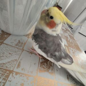 عروس گمشده مژدگانی به اندازه قیمت