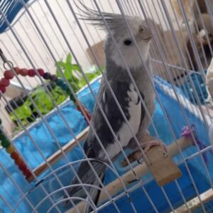تیتو طوطی عروس گمشده