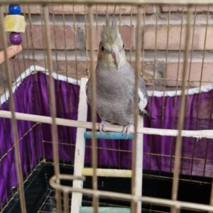عروس هلندی گمشده حوالی خیابان 24 آذر