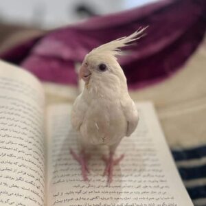 عروس هلندی تمام سفید گمشده