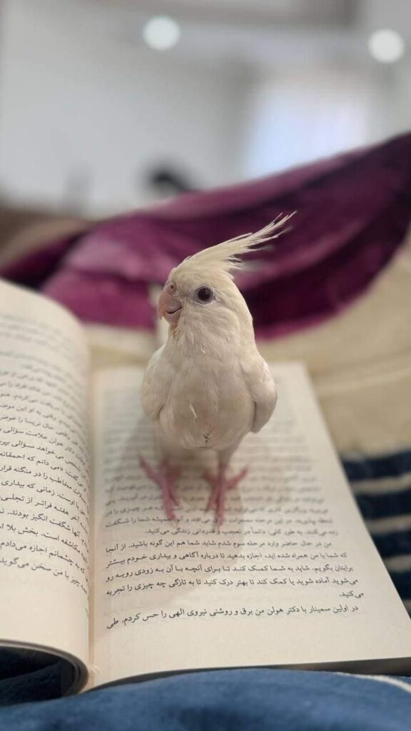 عروس هلندی تمام سفید گمشده