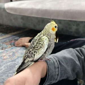 عروس هلندی گمشده در محله 1100 واحدی گلبهار