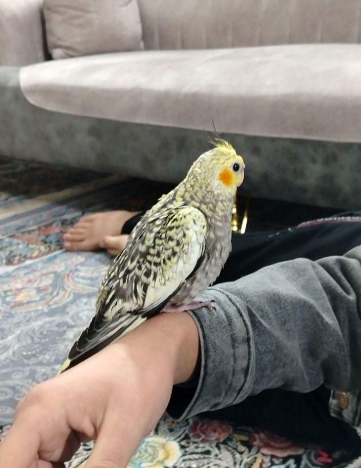 عروس هلندی گمشده در محله 1100 واحدی گلبهار