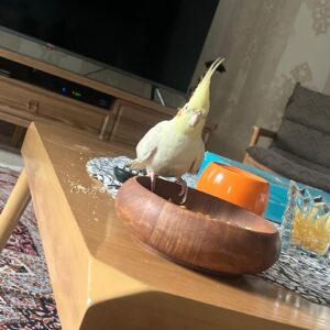 عروس هلندی گمشده در مرزداران