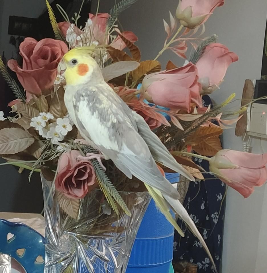 نبات عروس هلندی گمشده