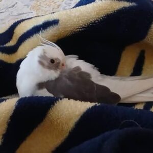 عروس هلندی گمشده در هشت بهشت
