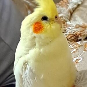 عروس هلندی گمشده در جنگل سیسنگان