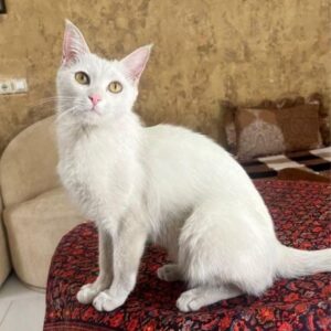گربه سفید گمشده یا چشم های زرد