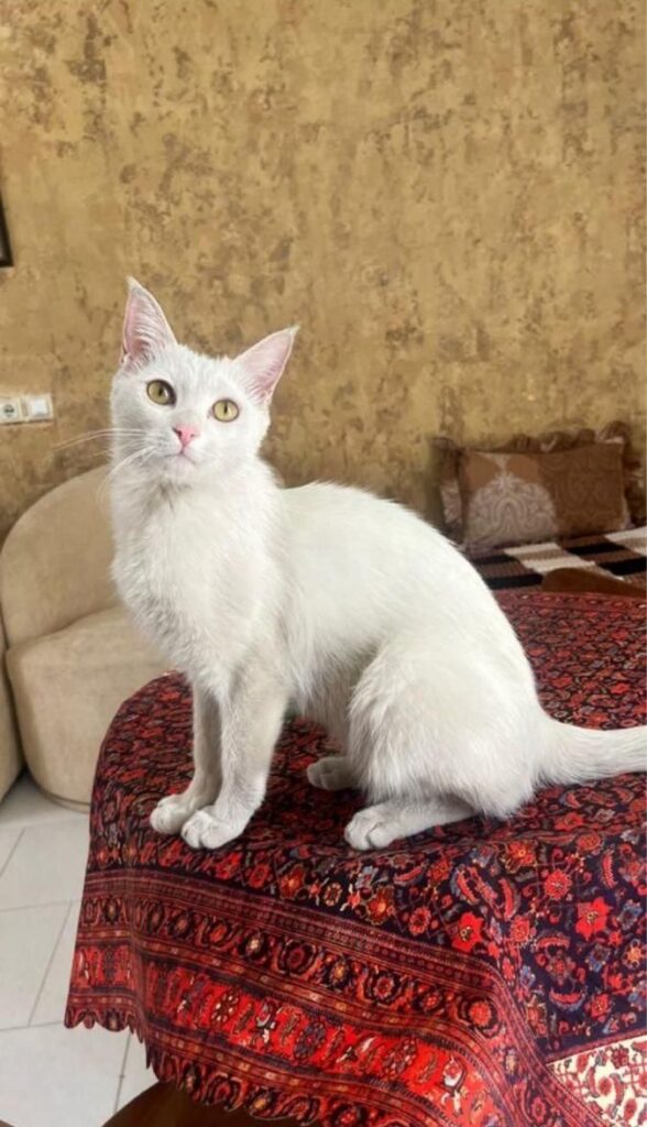 گربه سفید گمشده یا چشم های زرد