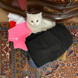 گربه گمشده بدون مو در میدان ارتش